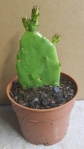 Opuntia ficus indica figuier - opuntia,