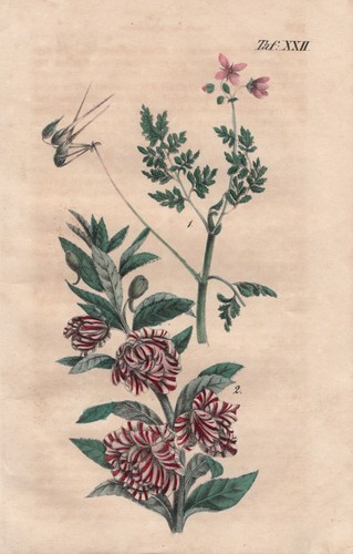 Reiherschnabel erodium annuel - reiherschnabel,