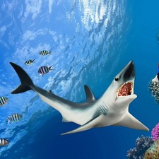 Poisson Jouets Figurine Requin