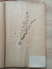 Ancien Herbier Botanique