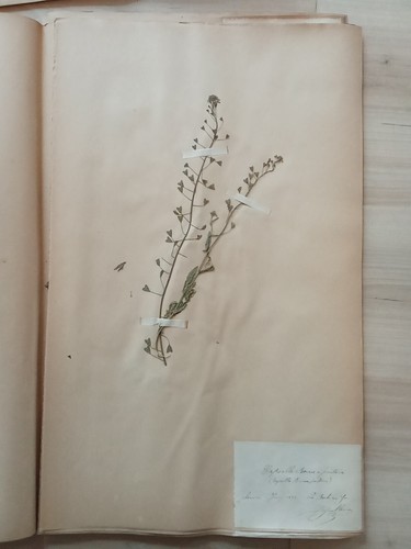 Ancien herbier botanique - ancien,