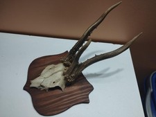TROPHEE CHEVREUIL BROCARD
