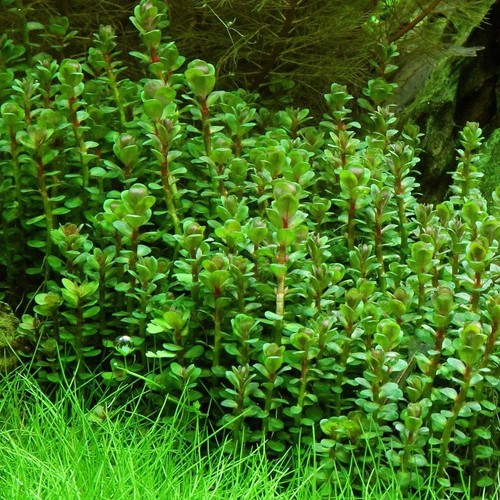 Rotala indica forme - rotala,