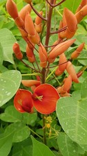 Erythrina compacta 'Fire