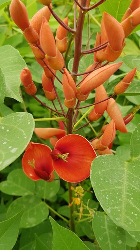 Erythrina compacta fire - erythrina,