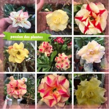 Adenium obesum Mix 1 yellow  (10 Graines ,seeds)