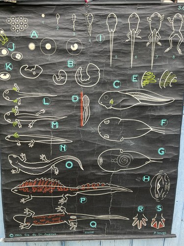 Affiche ancienne scolaire - affiche,