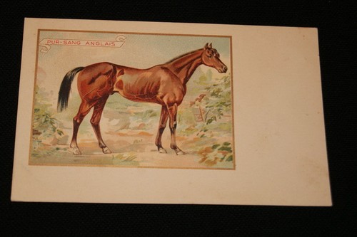Cheval pur sang anglais - pur, etab