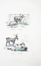 LITHOGRAPHIE COLORISE MA L MAIN  TIRE DE BUFFON 1834 BELIER - BREBIS BOUC-CHEVRE