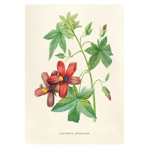 Affiche botanique fleurs - botanique,