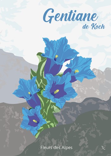Gentiane des alpes - n°,