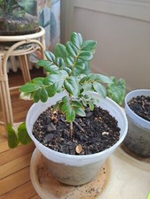 Plant de GAÏAC (Gaiacum