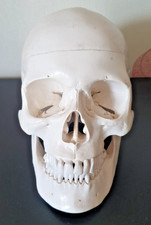 CRANE HUMAIN - COURS ANATOMIE