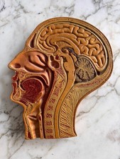 ÉCORCHÉ ANATOMIQUE DE