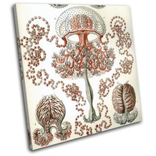 Botanical Jellyfish Vintage