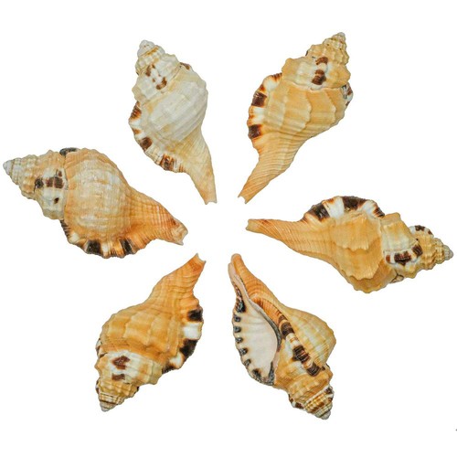 Coquillage cymatium