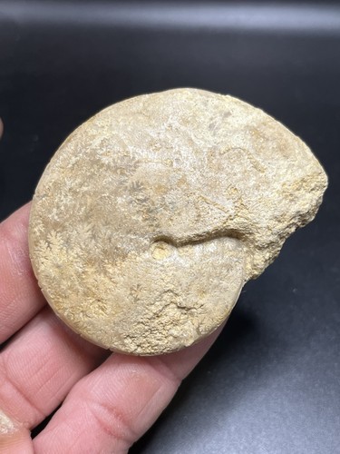 5 cm belle - 2.55", /