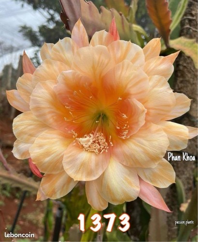 Nouveauté epiphyllum 1373 - nouveauté-,
