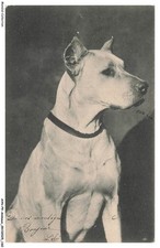 AYNP9-0843-CHIEN - Bull