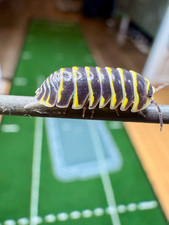 Isopodes Armadillidium maculatum ''Yellow'' Cloporte Vivarium Terrarium Bioactif