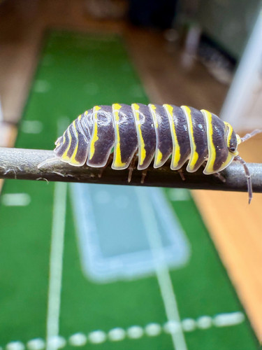 Isopodes armadillidium - isopodes,