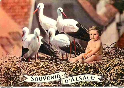 Carte postale animaux - carte,