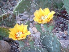 Figue de Barbarie du désert - Cactus extrêmement rustique - 10+ graines - FRU...