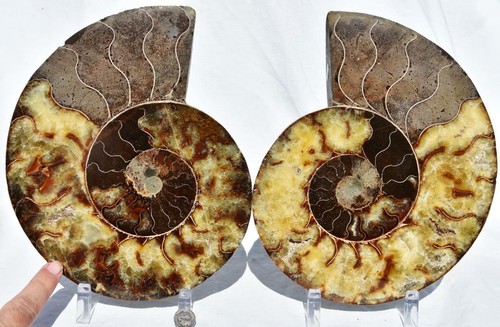 Rare huge split ammonite pair - split,