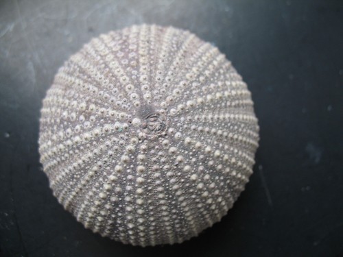 Oursin ancien paracentrotus - oursin,