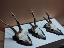 3 TROPHEE CHEVREUIL BROCARD BOIS DE 18/7-8/13CM CHASSE
