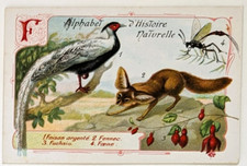 Image chromo chicorée Williot