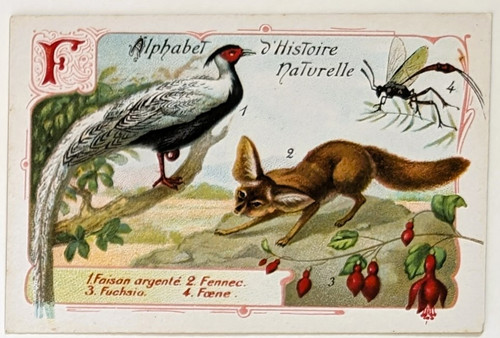 Image chromo chicorée williot - image,
