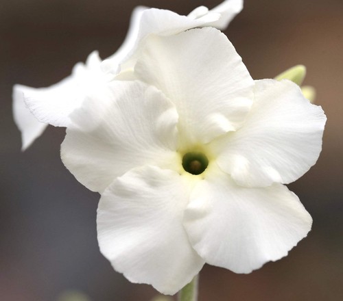 Pachypodium eburneum seeds - seeds,