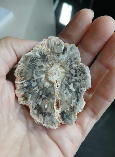 Tranche bois fossile - tranche,