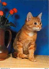 Animaux - Chats - Chatons -