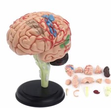 Modèle de cerveau humain