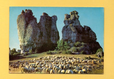 Troupeau de brebis à