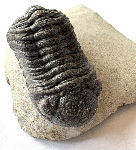 Phacops trilobite fossils - phacops,