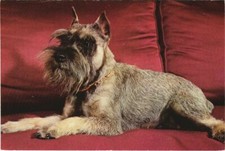 CPA AK Schnauzer DOG (1178295)