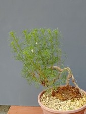 Bonsaï Artemisia Capillaris