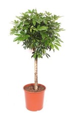 Schefflera tige haute 150 - , cm