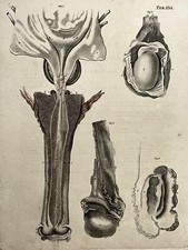 Scrotum Prostate ANDREW FYFE Anatomy GRAVURE Anatomie XIX°