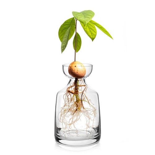 Vase verre pour avocatier - vase,