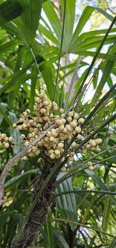 Broadleaf lady palm - tree, seeds