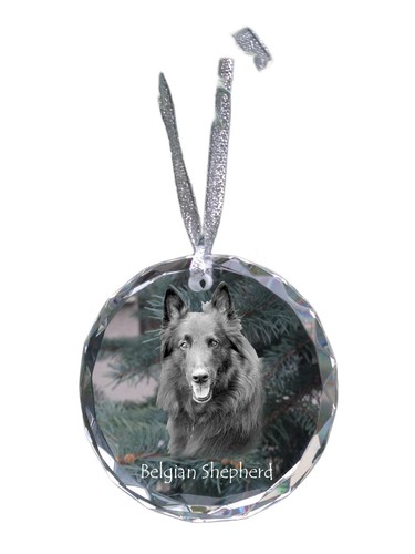 Chiens berger belge - berger,