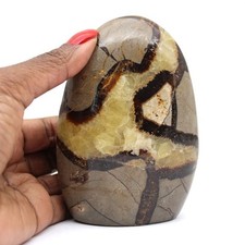 Septaria pour collection de