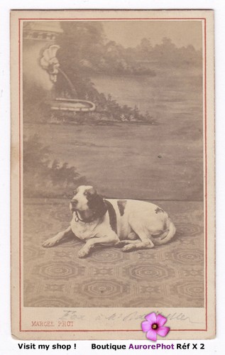 Chien pose circa 1870 dog - chien, 1870,