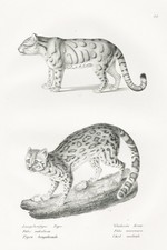 Tigre Chat Langue Queue Margay