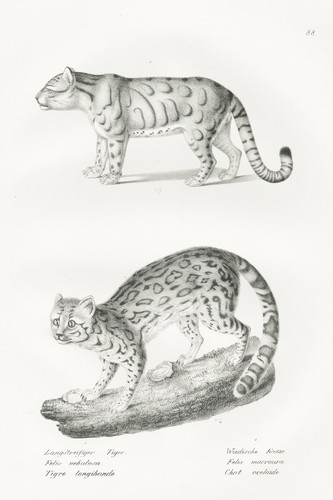 Tigre chat langue queue margay - langue,