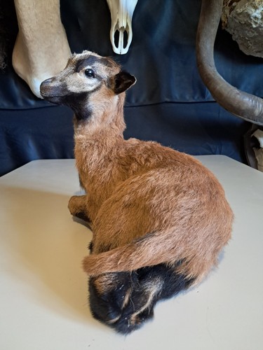 Taxidermie jeune mouton du - jeune,